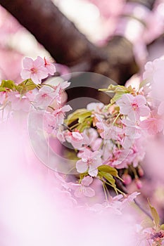 Kawazu Sakura Cherry Blossom