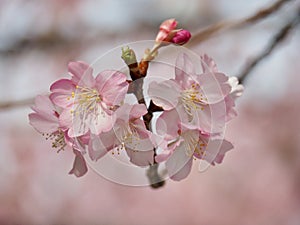 Kawazu Sakura Cherry Blossoms