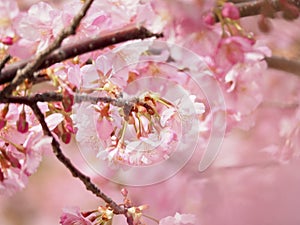 Kawazu Sakura Cherry Blossoms