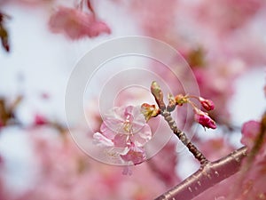 Kawazu Sakura Cherry Blossoms