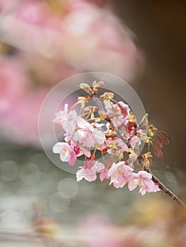 Kawazu Sakura Cherry Blossoms