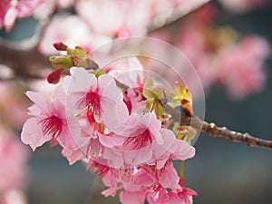 Kawazu Sakura Cherry Blossoms