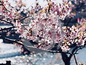 Kawazu Sakura in Japan