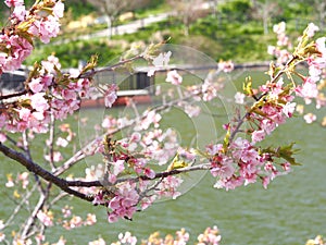 Kawazu Sakura in Japan
