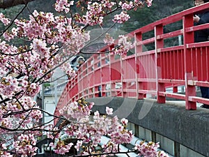 Kawazu Sakura Japanese Cherry Blossoms