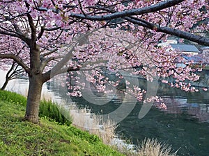 Kawazu Sakura Japanese Cherry Blossoms