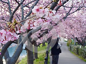 Kawazu Sakura Japanese Cherry Blossoms