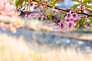 Kawazu zakura Blossoming in srping