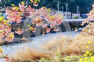 Kawazu zakura Blossoming in srping