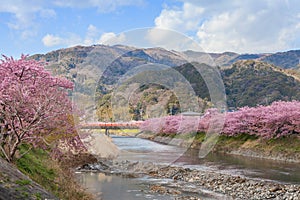 Kawazu-zakura cherry blossoms at Kawazu riverside