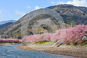 Kawazu-zakura cherry blossoms at Kawazu riverside photo