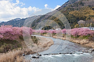 Kawazu-zakura cherry blossoms at Kawazu riverside photo