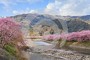 Kawazu-zakura cherry blossoms at Kawazu riverside photo