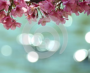 Kawazu-zakura Cherry Blossoms Over Reflected Water photo