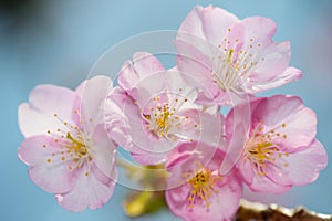 Kawazu Zakura Cherry-Cerasus lannesiana photo