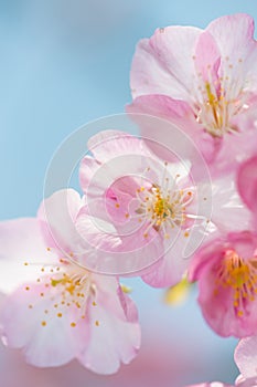 Kawazu Zakura Cherry-Cerasus lannesiana photo