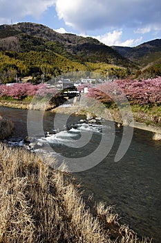 Kawazu-zakura in Japan,2014