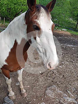 Kayah the horse