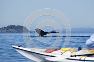 Kayak and humpback whale