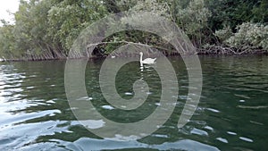 Kayak pov view of an elegant white swan swimming in lake water