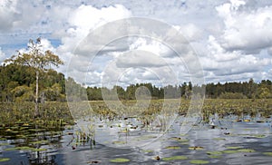 Kayak trail through Chesser Prairie in the Okefenokee Swamp National Wildlife Refuge Conservation Area, Georgia USA