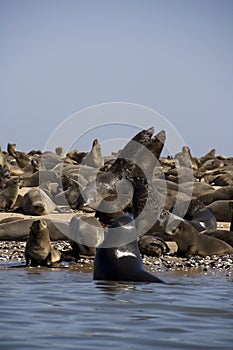 Kayaking around Pelican Point