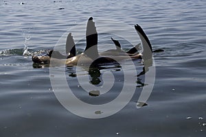 Kayaking around Pelican Point
