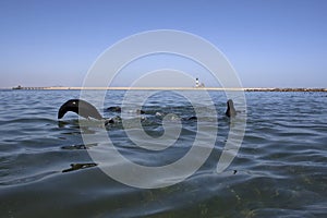 Kayaking around Pelican Point