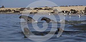 Kayaking around Pelican Point