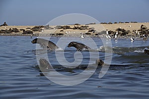 Kayaking around Pelican Point