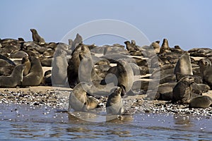 Kayaking around Pelican Point