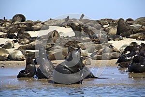 Kayaking around Pelican Point