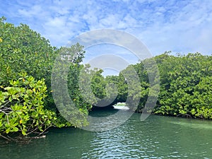 Kayaking through a green tunnel of mangroves under a blue sky on the island of Bonaire in the Caribbean Sea