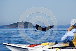 Kayaking and humpback tail