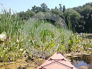 Kayaking in the Marshlands