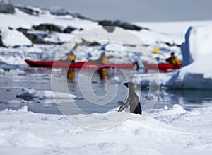 Kayaking and Penguin in Antarctica