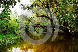 Kayaking in the Rock Springs Run in the Kelly Park Florida