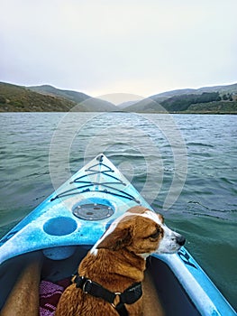 Kayaking Tomales with Pet Dog