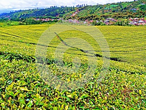 Kayu Aro tea plantation, the second largest in the world