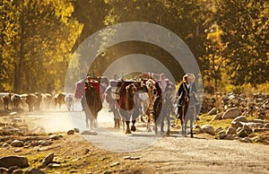 Kazakh herdsman