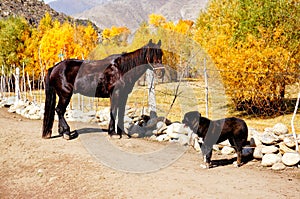 Kazakh shepherd`s hounds and horses