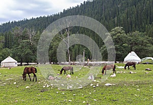 Kazakh yurt camp in Meadow of Xinjiang, China