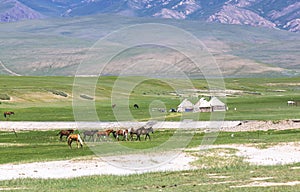 Kazakh yurt camp in Meadow of Xinjiang, China
