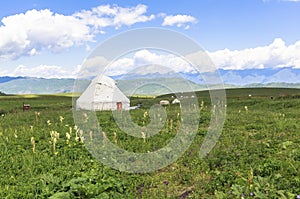 Kazakh yurt camp in Meadow of Xinjiang, China photo