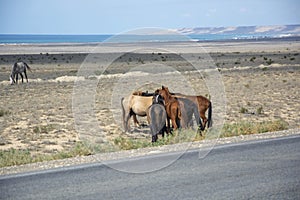 Kazakhstan Aktau wild horses on endless veld