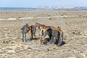 Kazakhstan Aktau wild horses on endless veld