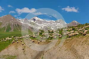 Kazbegi and military Georgian road