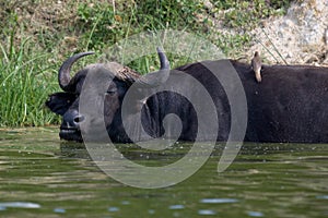 Kazinga Channel Uganda - Buffalo and Bird