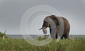 Kazinga Channel Uganda - Elephant