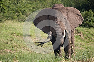 Kazinga Channel Uganda - Elephant